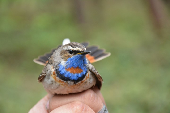Podróżniczek - maj