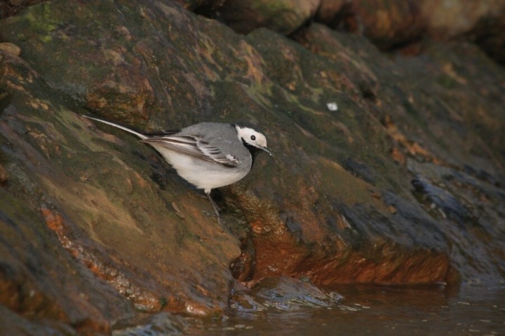 Siwa nad rzeczką :)