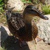 kaczka