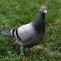 gołąb ...