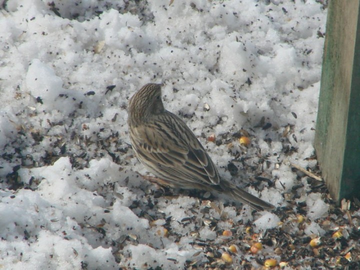 zagadka