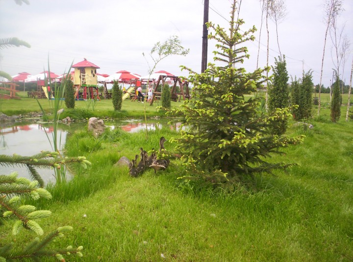 kaczuszki