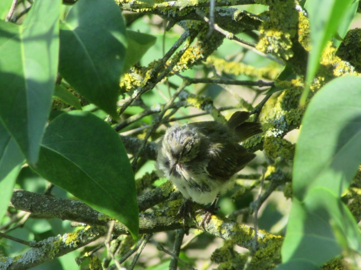 Młody piecuszek lub pierwiosnek?