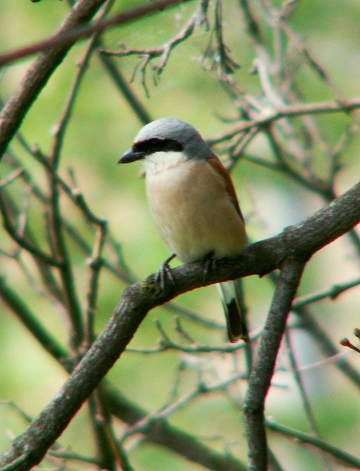 Pospolity w Górach Kamiennych