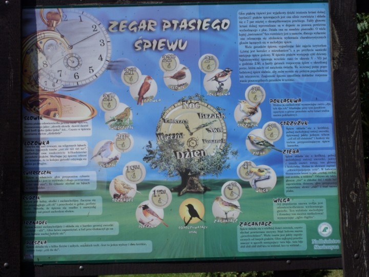 Zegar ptasiego śpiewu