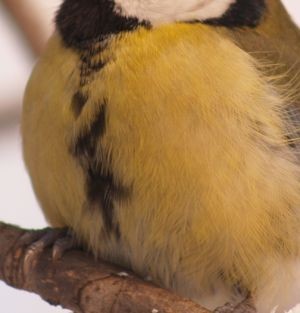 Do kogo należą te piórka?