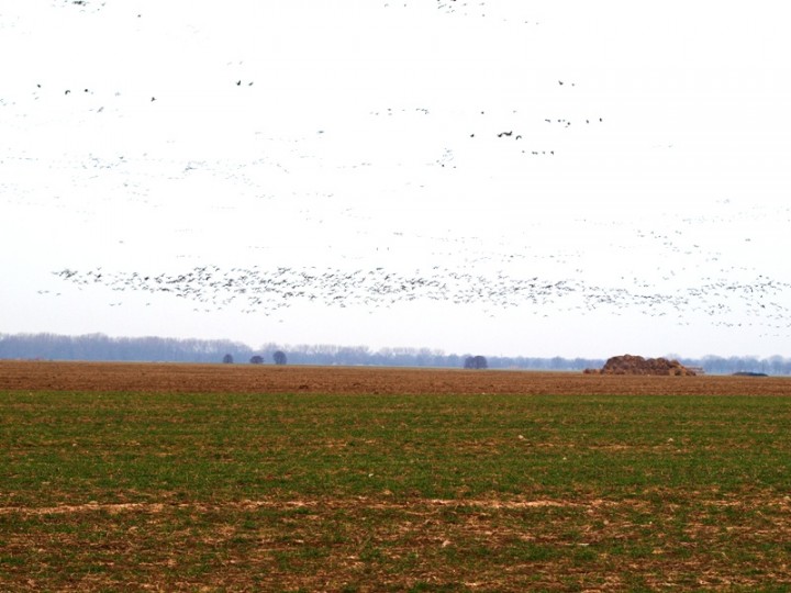 Gęgawowy nalot.