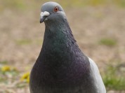 Więcej