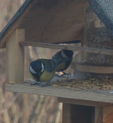 Szał sikorkowy - cz.4