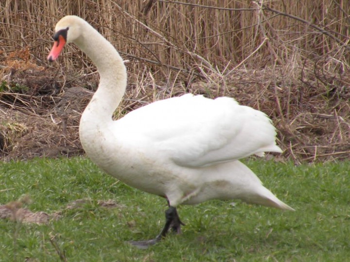 ŁABĘDŻ NIEMY