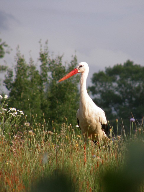 Wśród ziół.