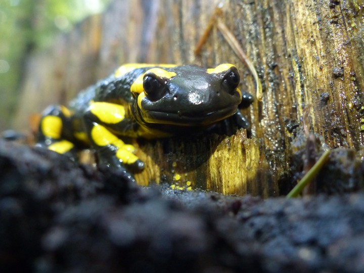 Salamandra plamista
