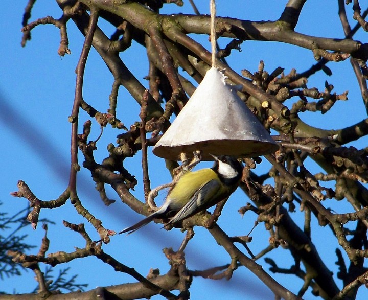 Sikorka bogatka