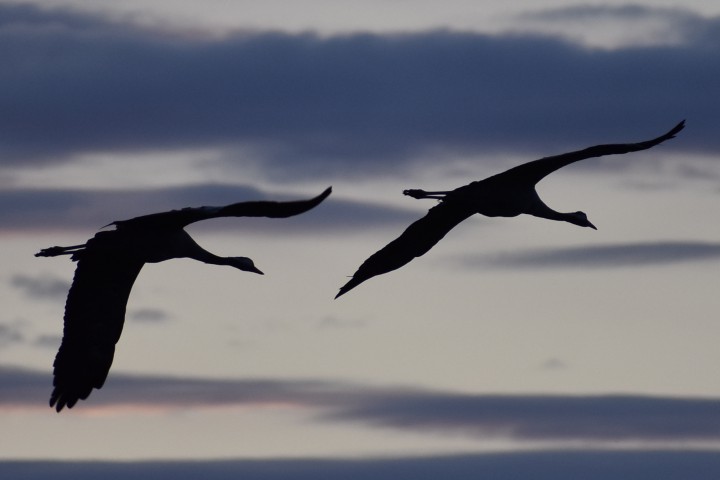 Żurawie w barwach nieba ...