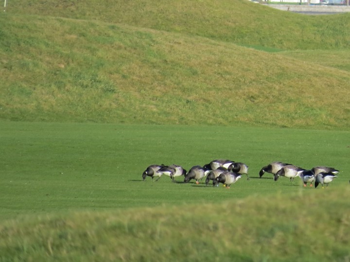 Bernikle na polu golfowym.