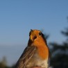 Robin