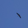 Ciconia ...