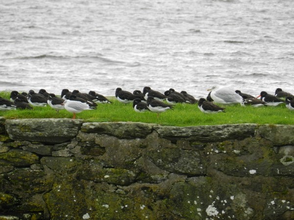Odpoczywające ostrygojady