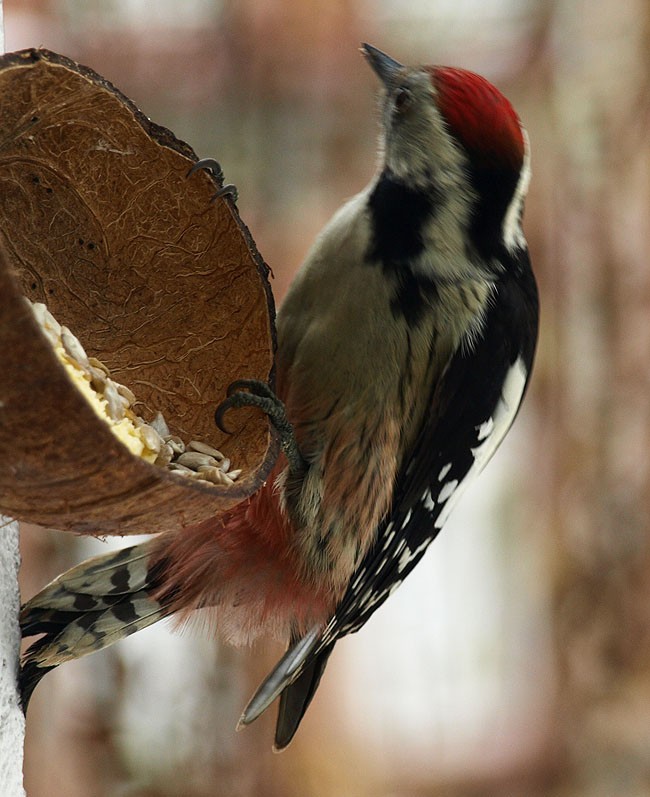 kolor podogonia średniego...