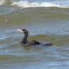 kormoran
