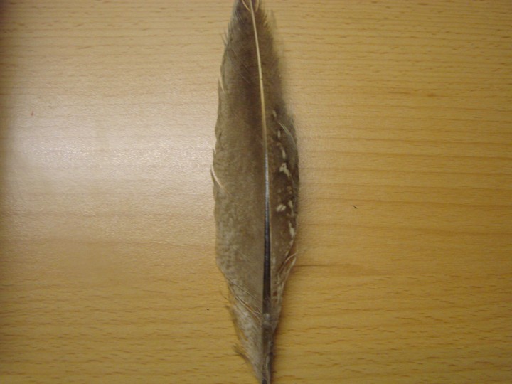 zagadka