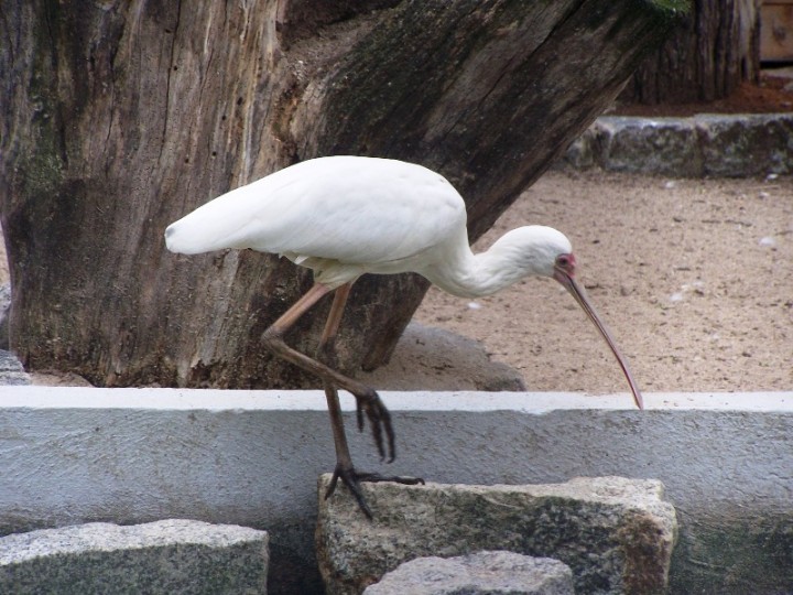 warzęcha czerwonolica