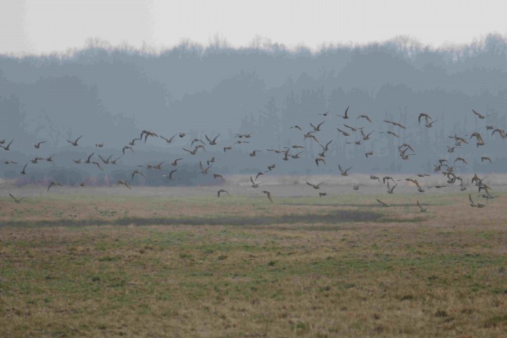 To samo stadko w locie.