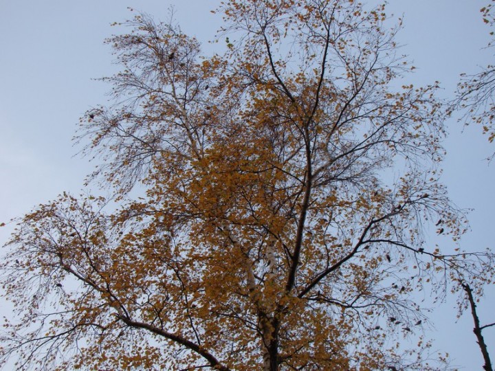 ptasi raj 1