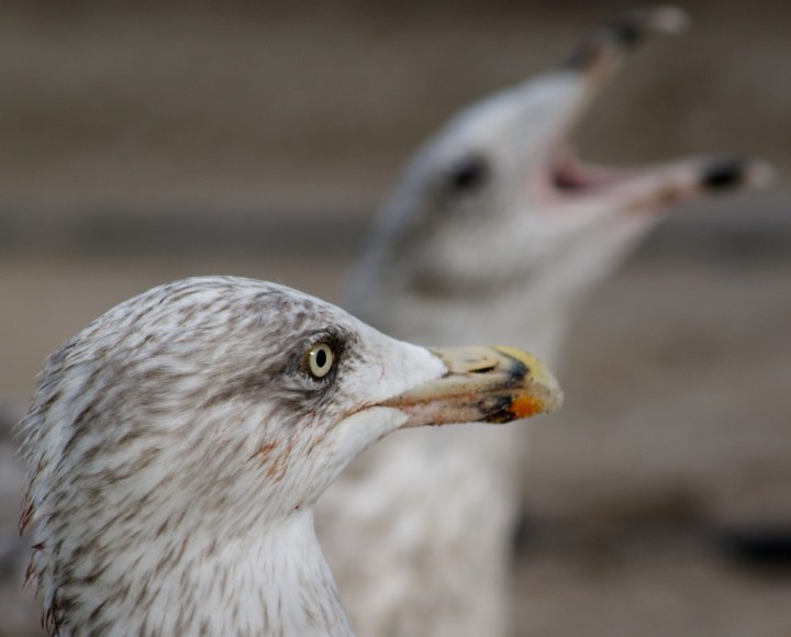 Co on tak się drze?!