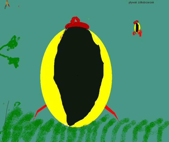 pływak żółtobrzerzek