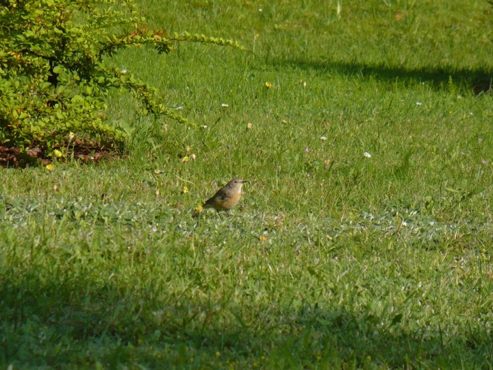 Czyżby pani pleszka ? :]