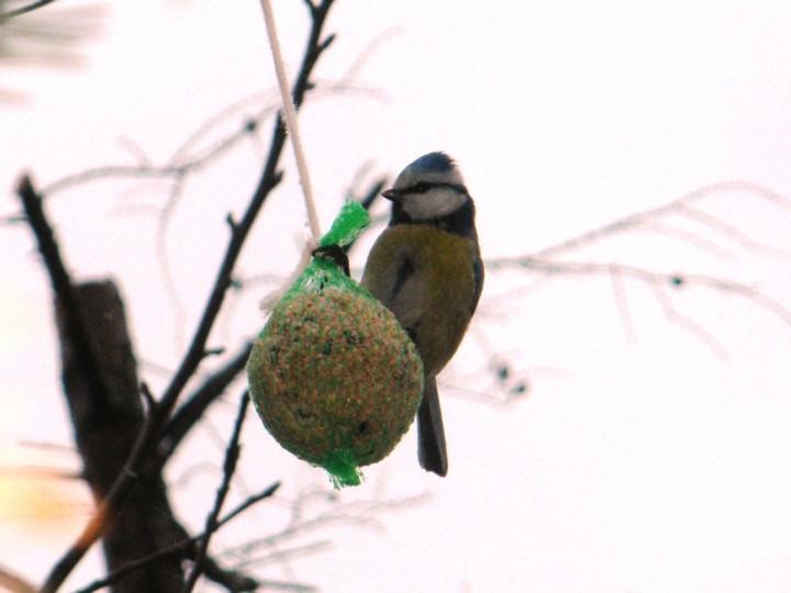 Sikorki.