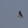 Rybołów