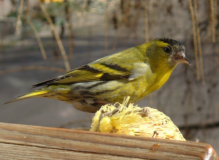 Czyż dla porównania z ...