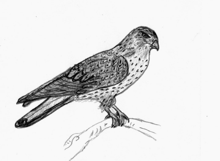 Falco tinnunculus