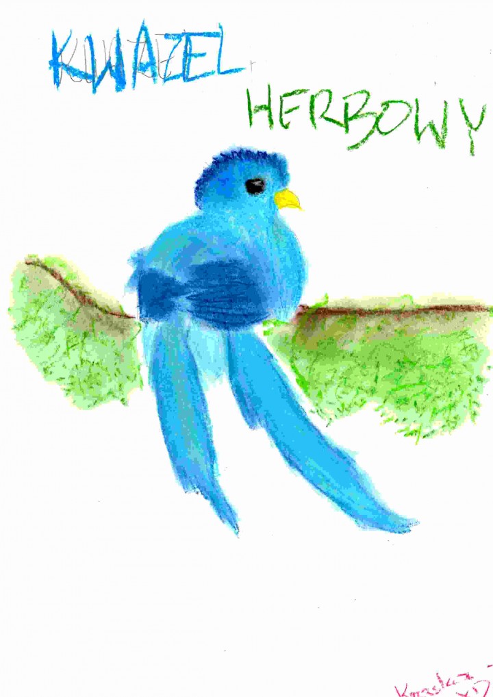 Kwazel herbowy lub kwezal ...
