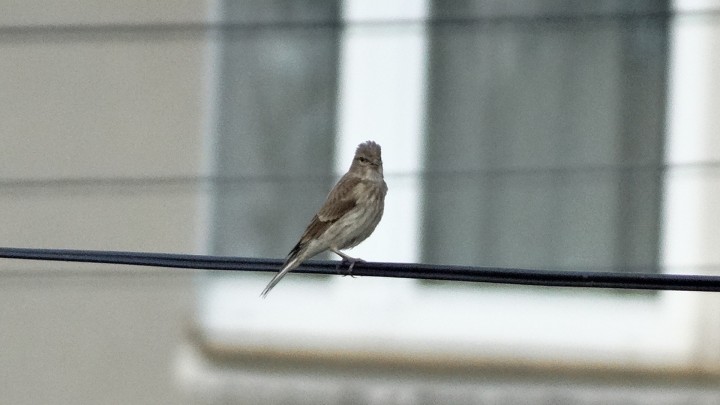 Co to za ptak? Podaj ...