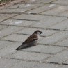 kolorowy