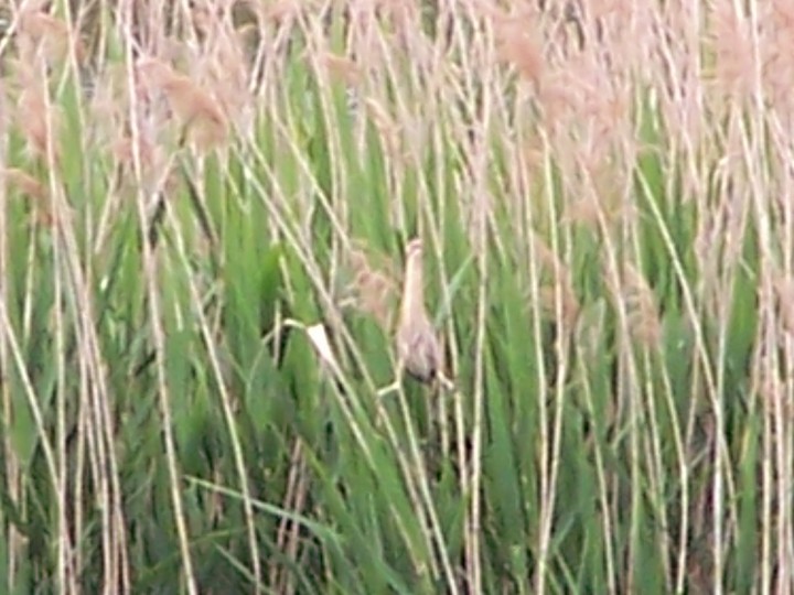 mimo, że słabo widać...Bączek!