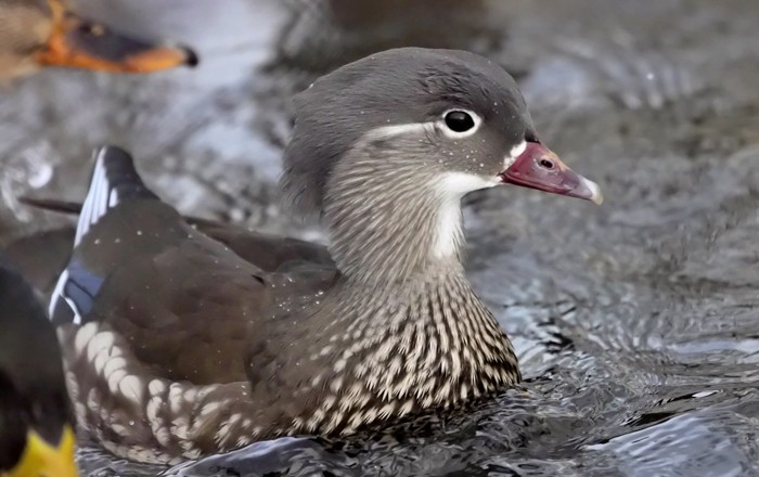 Zimująca mandarynka