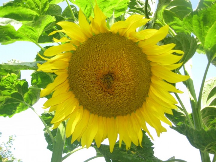 Nie  mam szczęścia do ...