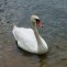 łabędź ...