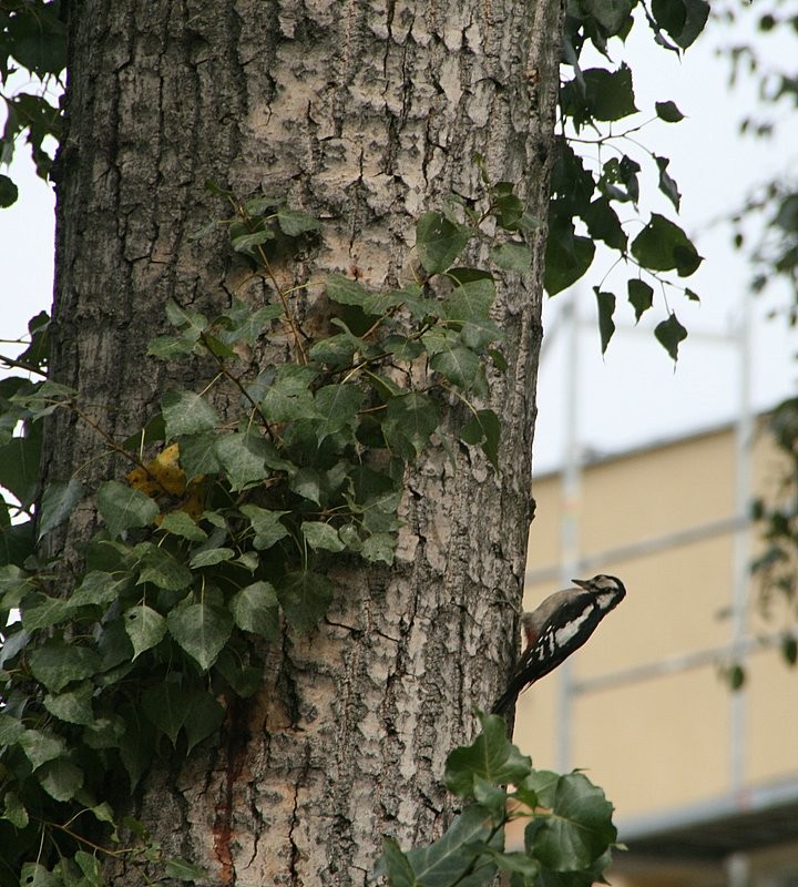 dzięcioł pstry średni
