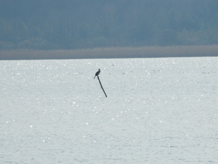 Kormoran (chyba młody)