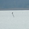 Kormoran ...