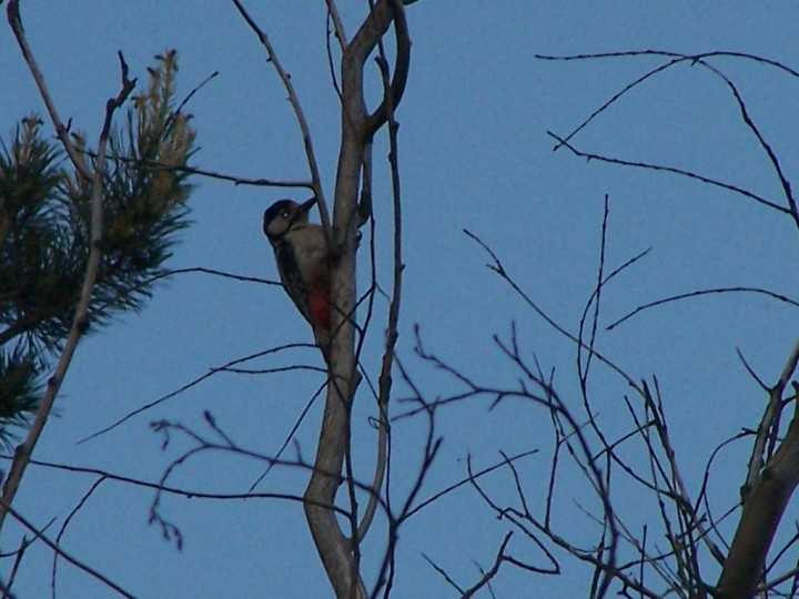 zdjecie nie jest pierwsza ...