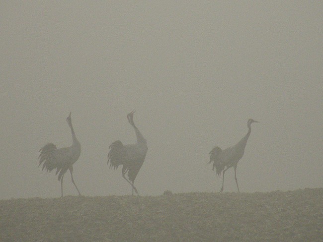 Wielkanocny poranek: ...