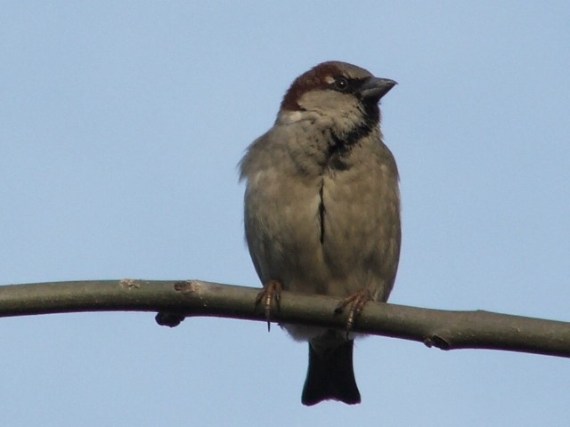 Wróbel