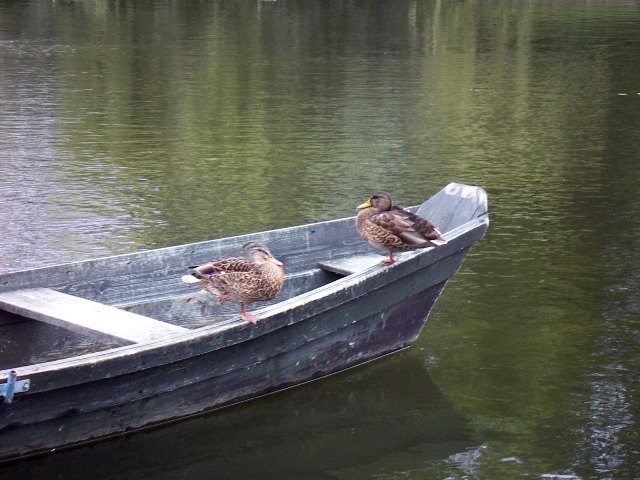 kaczuszki