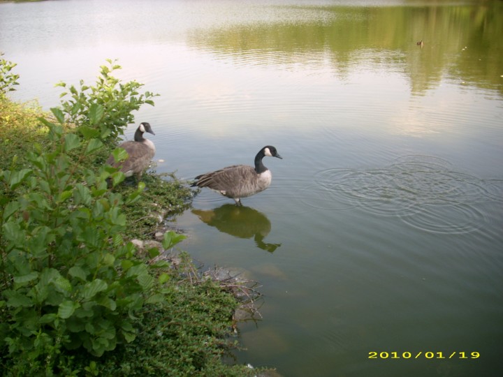 Bernikle